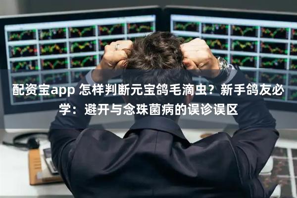 配资宝app 怎样判断元宝鸽毛滴虫?新手鸽友必学:避开与念珠菌病的误诊误区